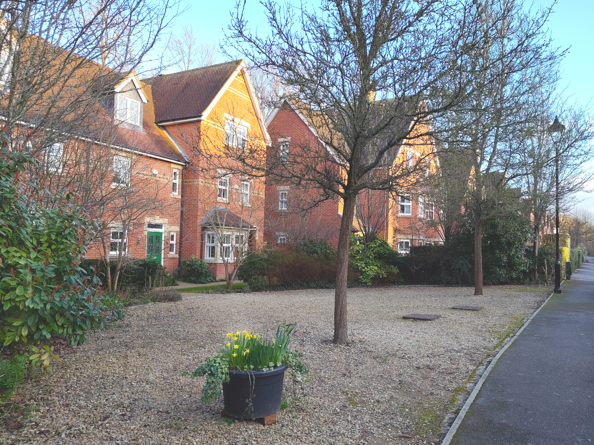 Tub of daffodils on gravel surropunded by garden on Frenchay Road, Waterways, Oxford